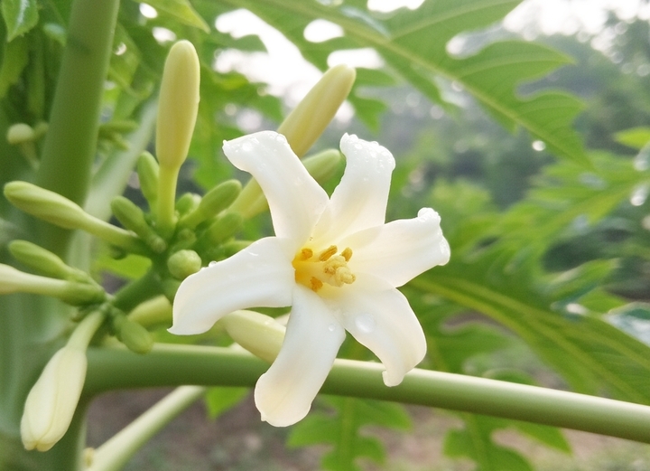 Nhóm người không nên dùng hoa đu đủ đực- Ảnh 1.