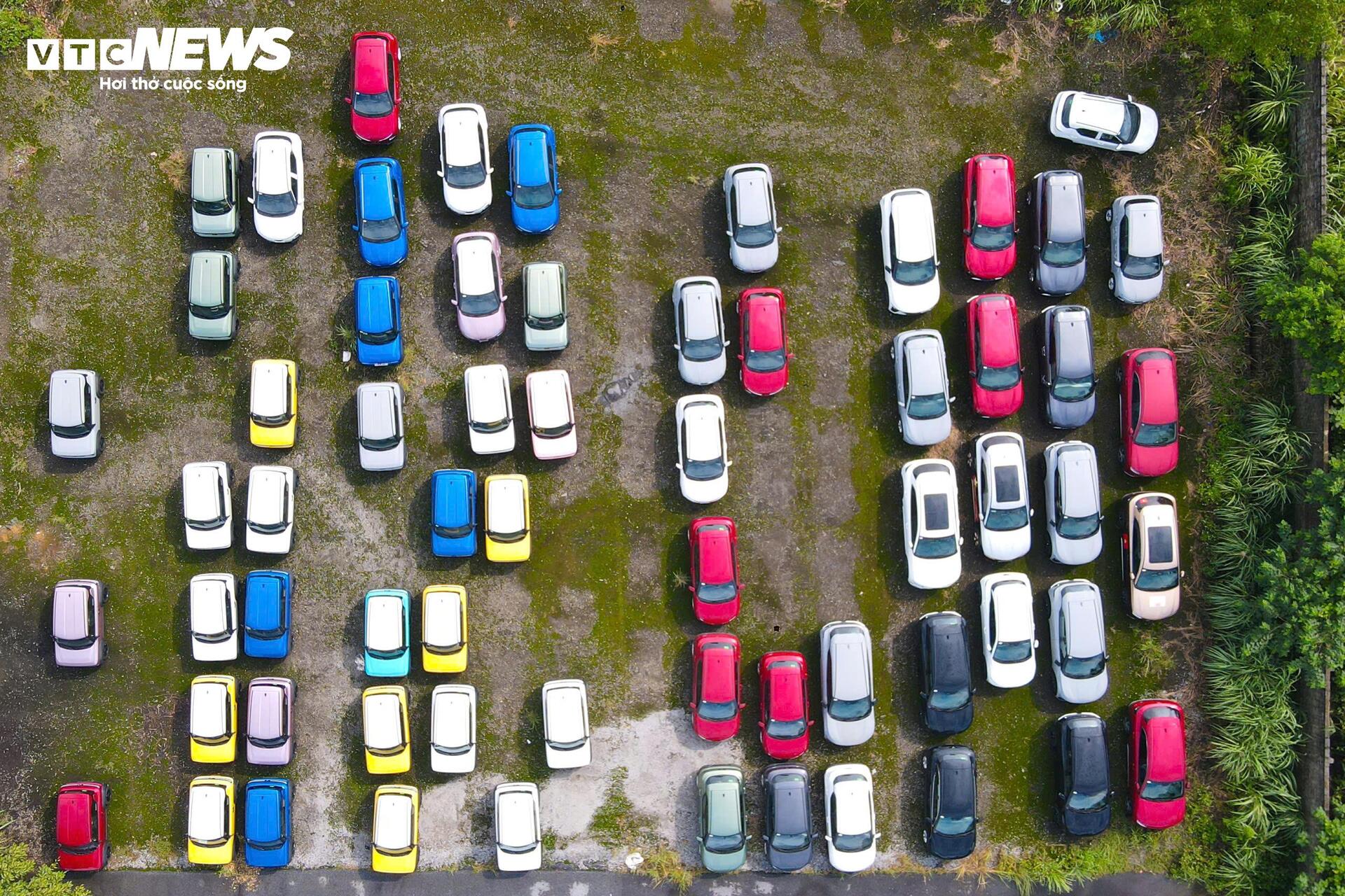 Cuộc 'đại phẫu' hồi sinh h&agrave;ng trăm &ocirc; t&ocirc; chết l&acirc;m s&agrave;ng sau lũ- Ảnh 13.