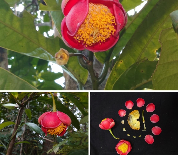 "Kho báu" mới được phát hiện tại Gia Lai mang tên của một vị bác sĩ nổi tiếng, đó là ai?- Ảnh 1.