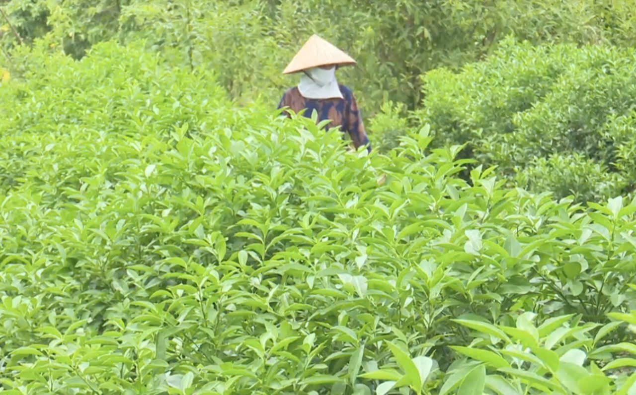 Loại lá rẻ như cho của Việt Nam nay đắt đỏ khi “xuất ngoại”: Âu, Mỹ nhập về chuyên dùng cho ẩm thực cao cấp- Ảnh 1.