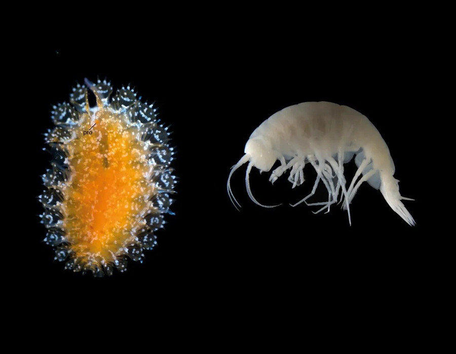 Giải mã 14 sinh vật lạ mới phát hiện trong lòng đại dương- Ảnh 1.