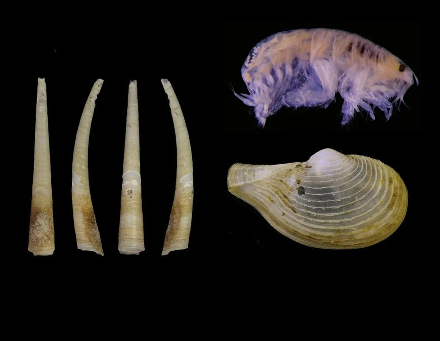 Giải mã 14 sinh vật lạ mới phát hiện trong lòng đại dương- Ảnh 5.