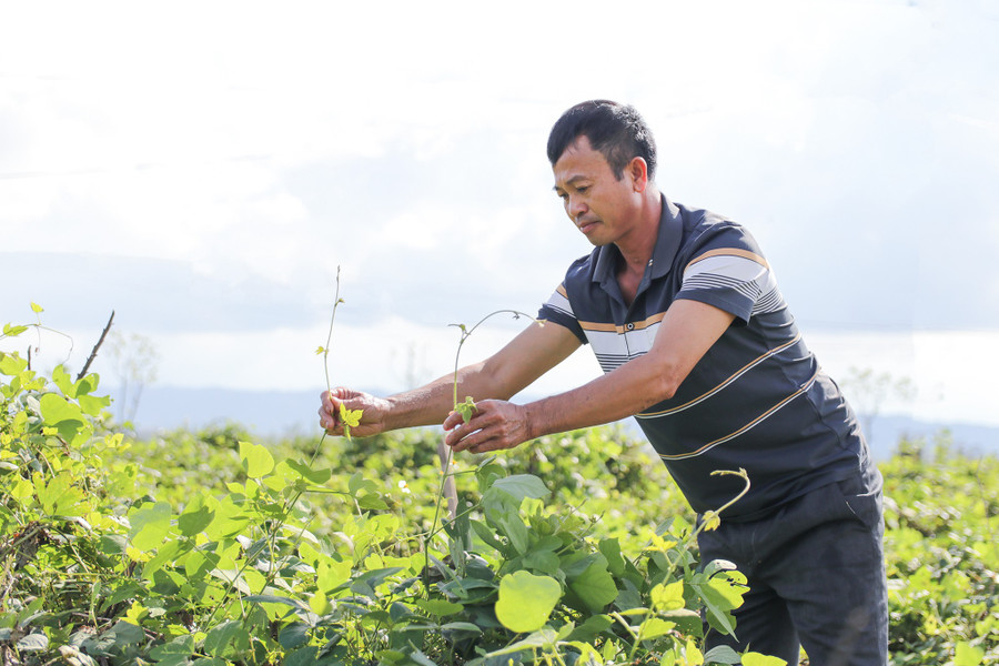 Trồng cây ví như 'vàng trắng', nông dân dưới chân núi Đại Huệ có của để dành- Ảnh 1. Trồng cây ví như 'vàng trắng', nông dân dưới chân núi Đại Huệ có của để dành- Ảnh 1.