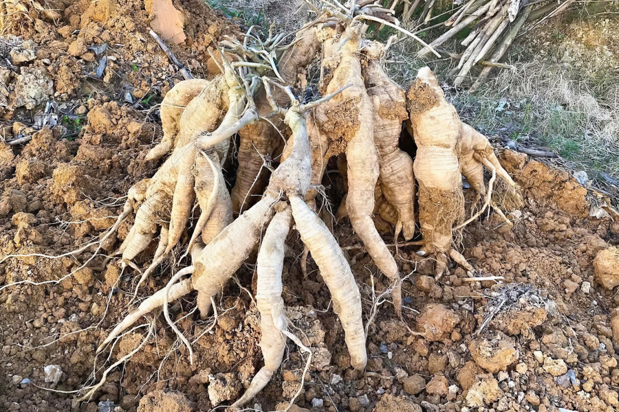 Trồng cây ví như 'vàng trắng', nông dân dưới chân núi Đại Huệ có của để dành- Ảnh 2. Trồng cây ví như 'vàng trắng', nông dân dưới chân núi Đại Huệ có của để dành- Ảnh 2.