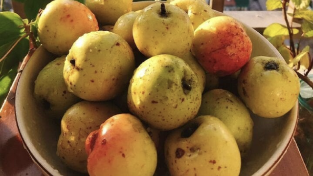 Loại quả xưa rụng đầy gốc không ai nhặt, nay được săn lùng, 60k/kg nhưng cực khó mua- Ảnh 2. Loại quả xưa rụng đầy gốc không ai nhặt, nay được săn lùng, 60k/kg nhưng cực khó mua- Ảnh 2.