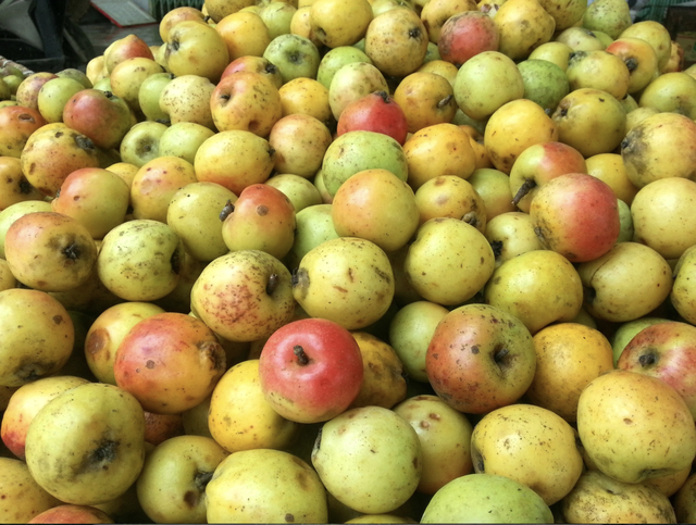 Loại quả xưa rụng đầy gốc không ai nhặt, nay được săn lùng, 60k/kg nhưng cực khó mua- Ảnh 1. Loại quả xưa rụng đầy gốc không ai nhặt, nay được săn lùng, 60k/kg nhưng cực khó mua- Ảnh 1.