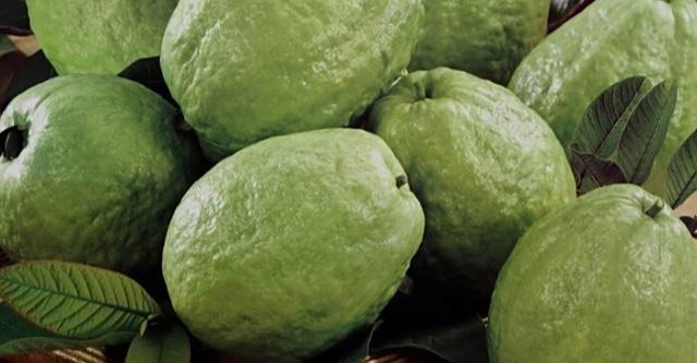 Mua ổi chọn quả sần sùi hay nhẵn mịn? Trùm buôn hoa quả mách 5 mẹo chọn ổi ngon giòn ngọt lịm- Ảnh 2. Mua ổi chọn quả sần sùi hay nhẵn mịn? Trùm buôn hoa quả mách 5 mẹo chọn ổi ngon giòn ngọt lịm- Ảnh 2.