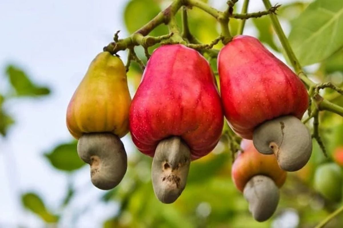 ‘Sản vật trời ban’ đưa Việt Nam lên ngôi đầu thế giới: Mỹ chi triệu đô, Trung Quốc tăng mua gấp đôi- Ảnh 1. ‘Sản vật trời ban’ đưa Việt Nam lên ngôi đầu thế giới: Mỹ chi triệu đô, Trung Quốc tăng mua gấp đôi- Ảnh 1.