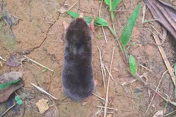 Phát hiện “kho báu sống” trên dãy Pù Luông: Loài động vật sống ngầm, hiếm gặp- Ảnh 1. Phát hiện “kho báu sống” trên dãy Pù Luông: Loài động vật sống ngầm, hiếm gặp- Ảnh 1.