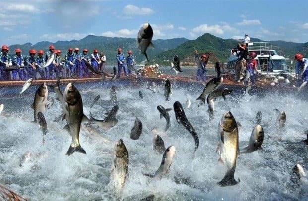 'Vua cá tra' báo lãi 9 tháng đầu năm gấp 18 lần cùng kỳ, cổ phiếu tăng hơn 60% từ đầu năm- Ảnh 1. 'Vua cá tra' báo lãi 9 tháng đầu năm gấp 18 lần cùng kỳ, cổ phiếu tăng hơn 60% từ đầu năm- Ảnh 1.