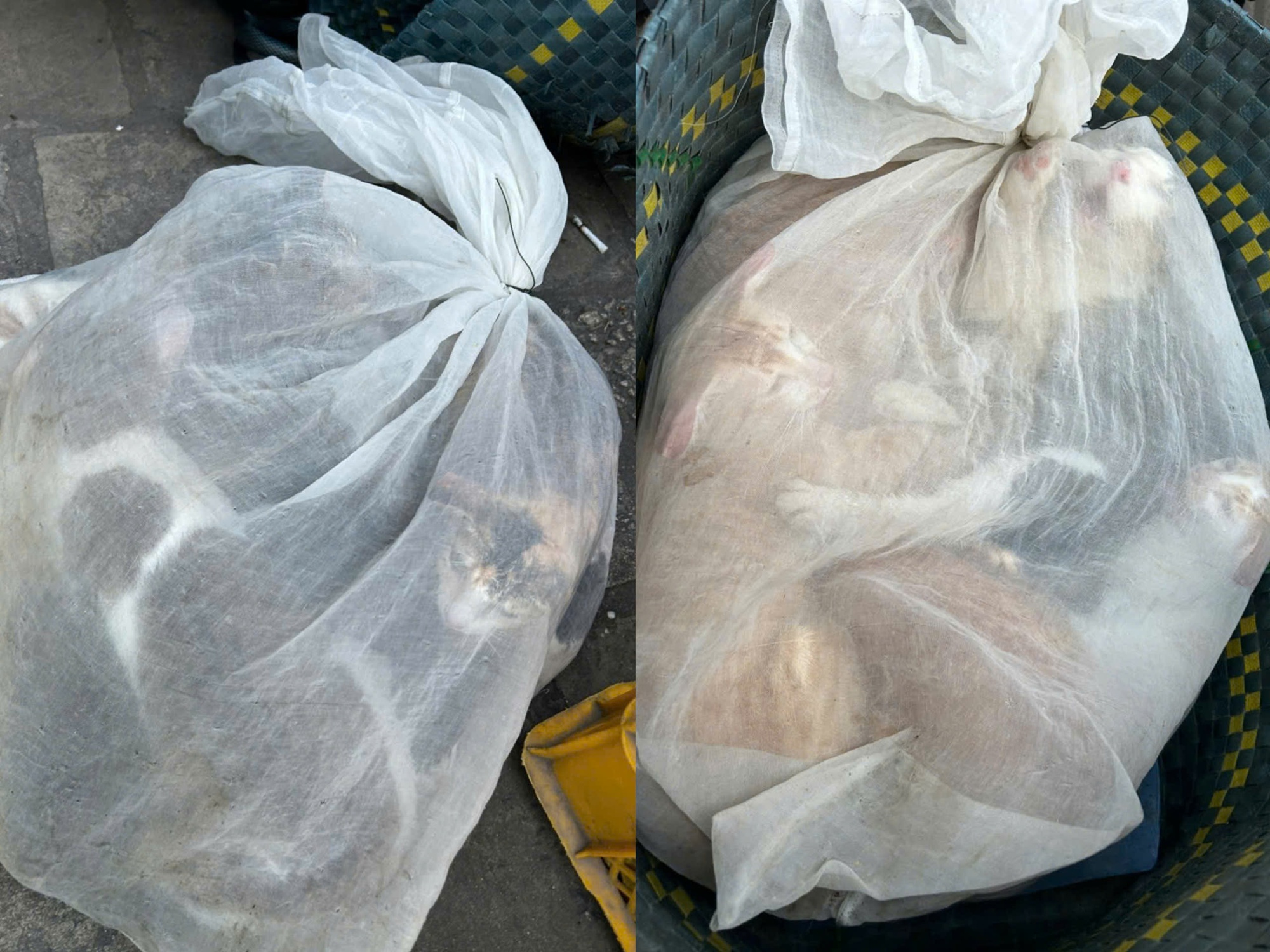 Hình ảnh sốc: 21 con mèo trong bao, lộ đường dây trộm cắp quy mô lớn ở TP.HCM- Ảnh 1. Hình ảnh sốc: 21 con mèo trong bao, lộ đường dây trộm cắp quy mô lớn ở TP.HCM- Ảnh 1.
