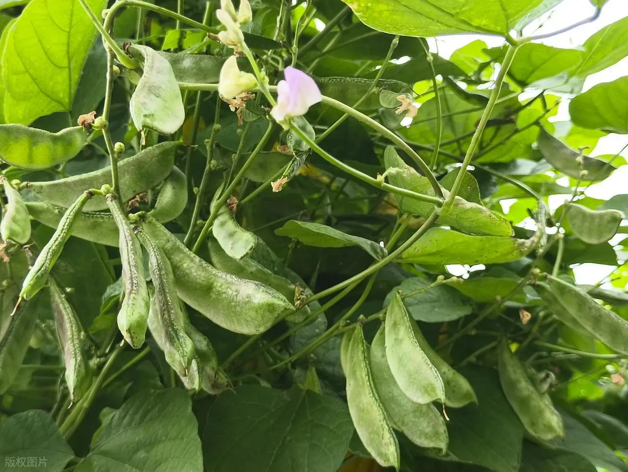 Việt Nam sở hữu ‘kho báu’ vắt vẻo trên giàn: Giá chỉ 100.000 đồng/kg, được danh y nổi tiếng hết lời ca ngợi- Ảnh 2. Việt Nam sở hữu ‘kho báu’ vắt vẻo trên giàn: Giá chỉ 100.000 đồng/kg, được danh y nổi tiếng hết lời ca ngợi- Ảnh 2.