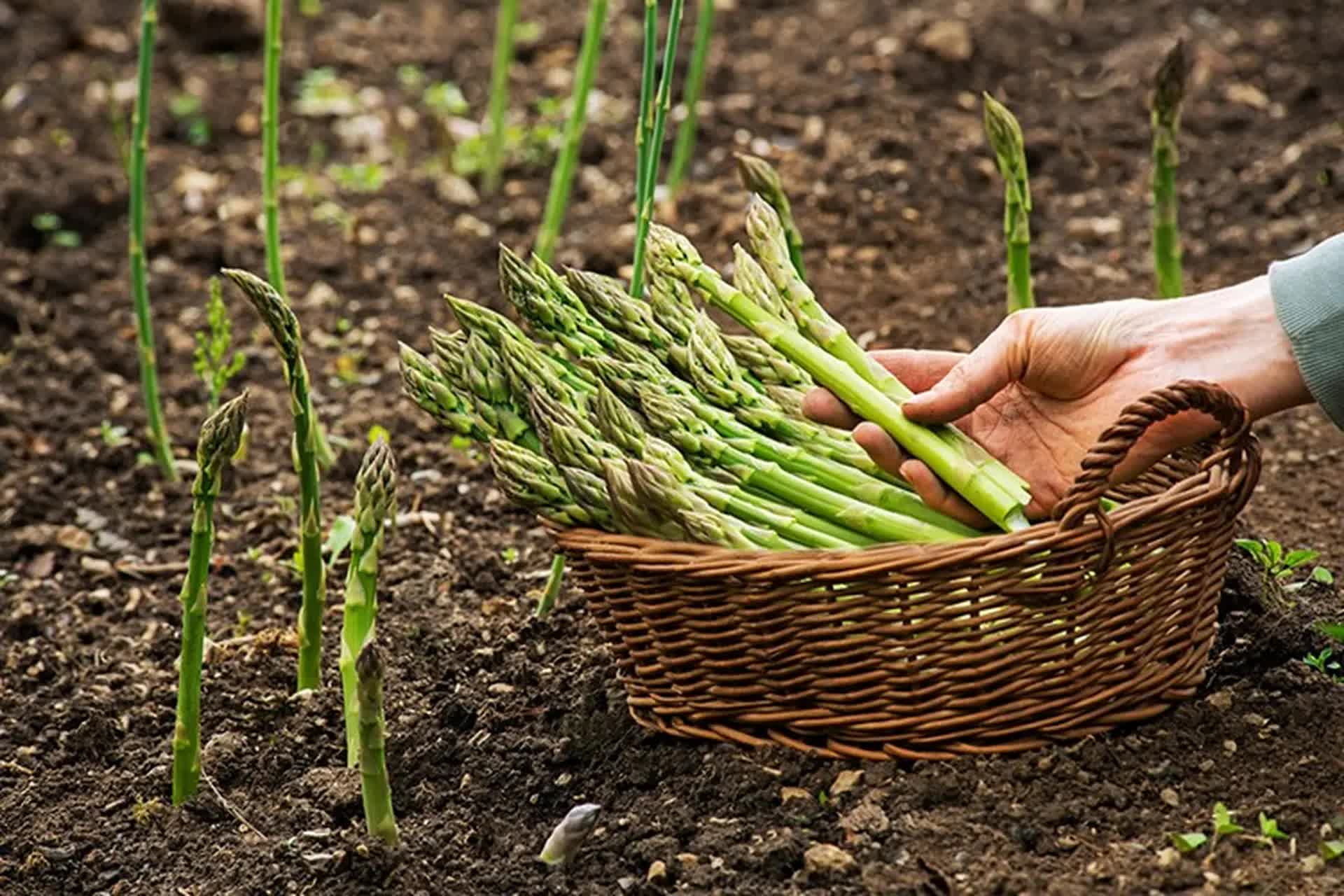 Loại rau được ví như "thần dược của nam giới": Thường xuất hiện trong món cao cấp, luộc hay xào đều ngon- Ảnh 3. Loại rau được ví như "thần dược của nam giới": Thường xuất hiện trong món cao cấp, luộc hay xào đều ngon- Ảnh 3.