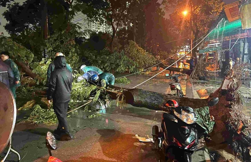 TP.HCM: 2 bà cháu bị cây xanh bật gốc đè trúng giữa trời mưa