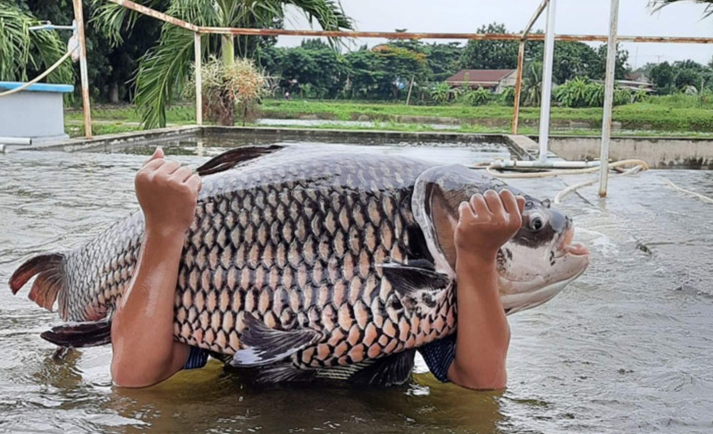 “Thủy quái” vùng Mê Kông có nguy cơ tuyệt chủng: Việt Nam có đột phá trong bảo tồn loài “vua cá”- Ảnh 1. “Thủy quái” vùng Mê Kông có nguy cơ tuyệt chủng: Việt Nam có đột phá trong bảo tồn loài “vua cá”- Ảnh 1.