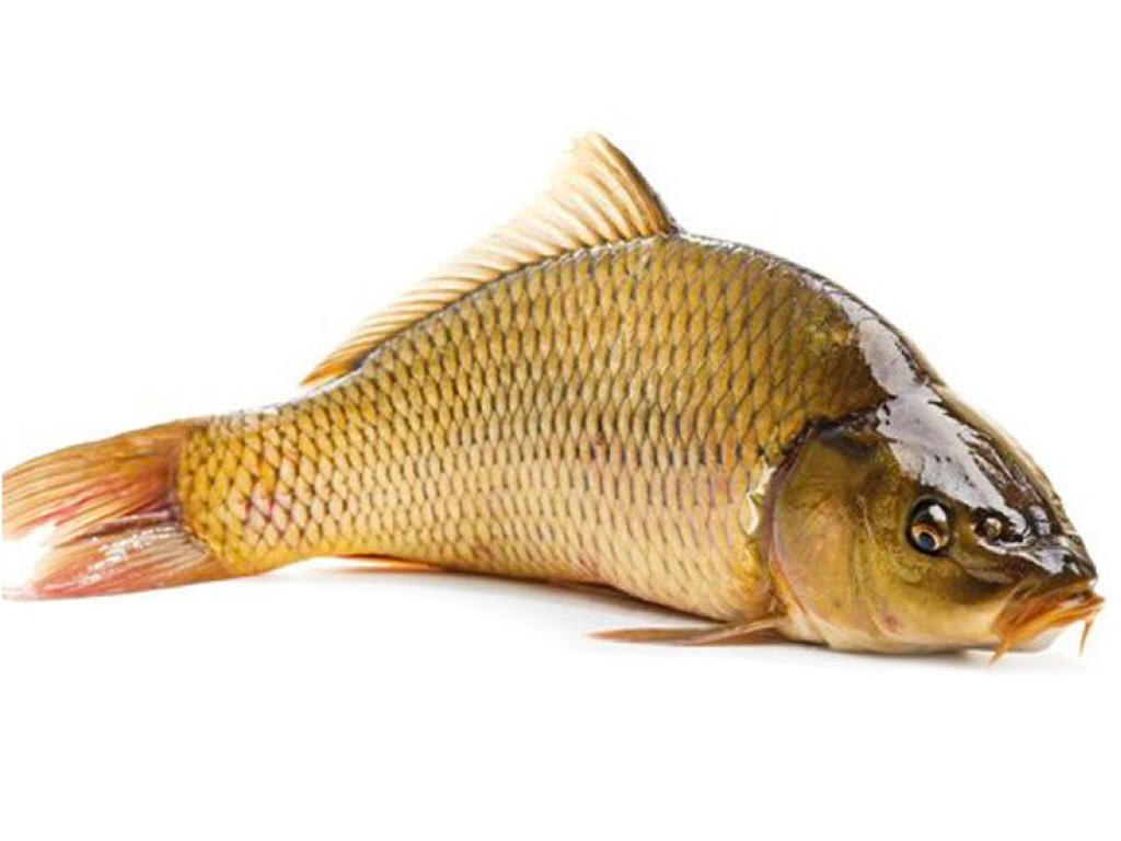 Loại cá được ví là Loại cá được ví là