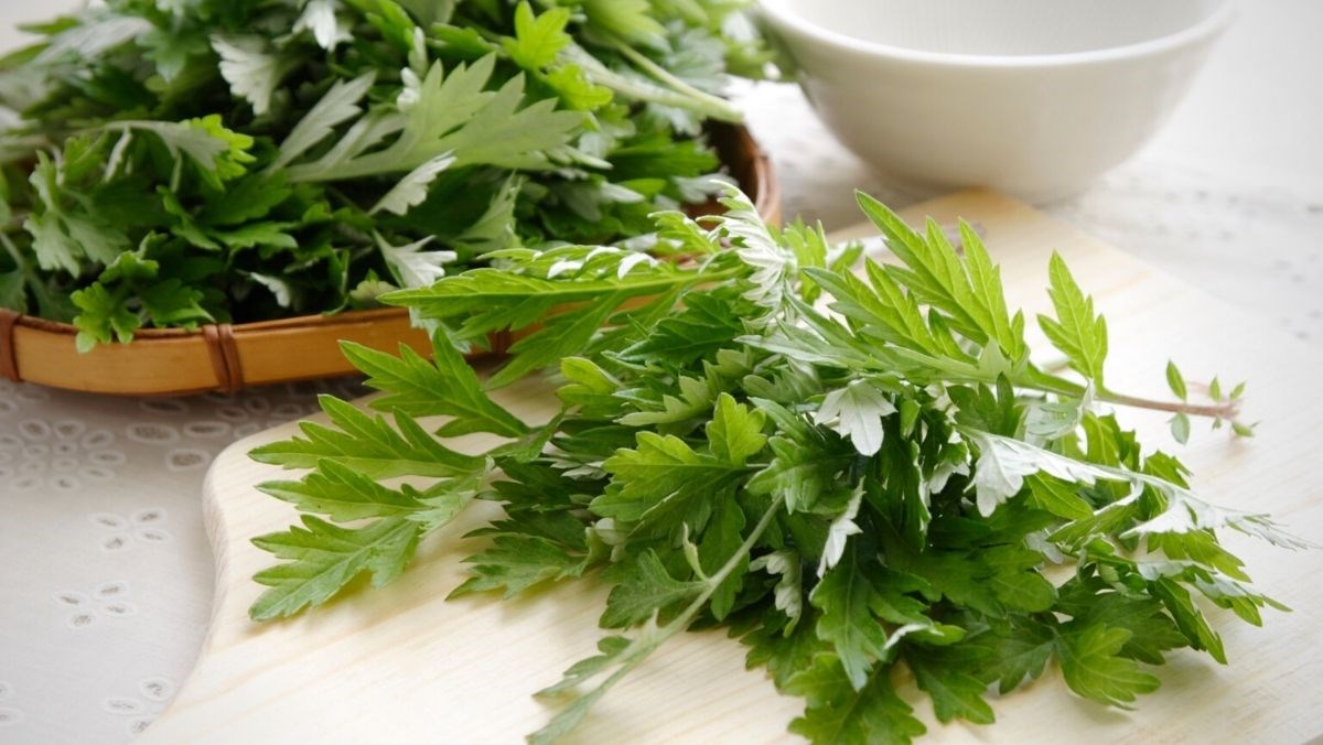 Nhật Bản Đánh Giá Loại Lá Này Tốt Ngang Nhật Bản Đánh Giá Loại Lá Này Tốt Ngang