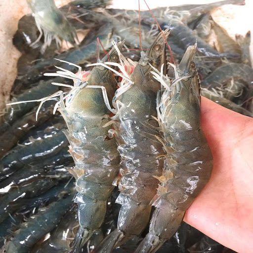 Có nên bỏ chỉ tôm không? Một ngư dân 60 tuổi xua tay 