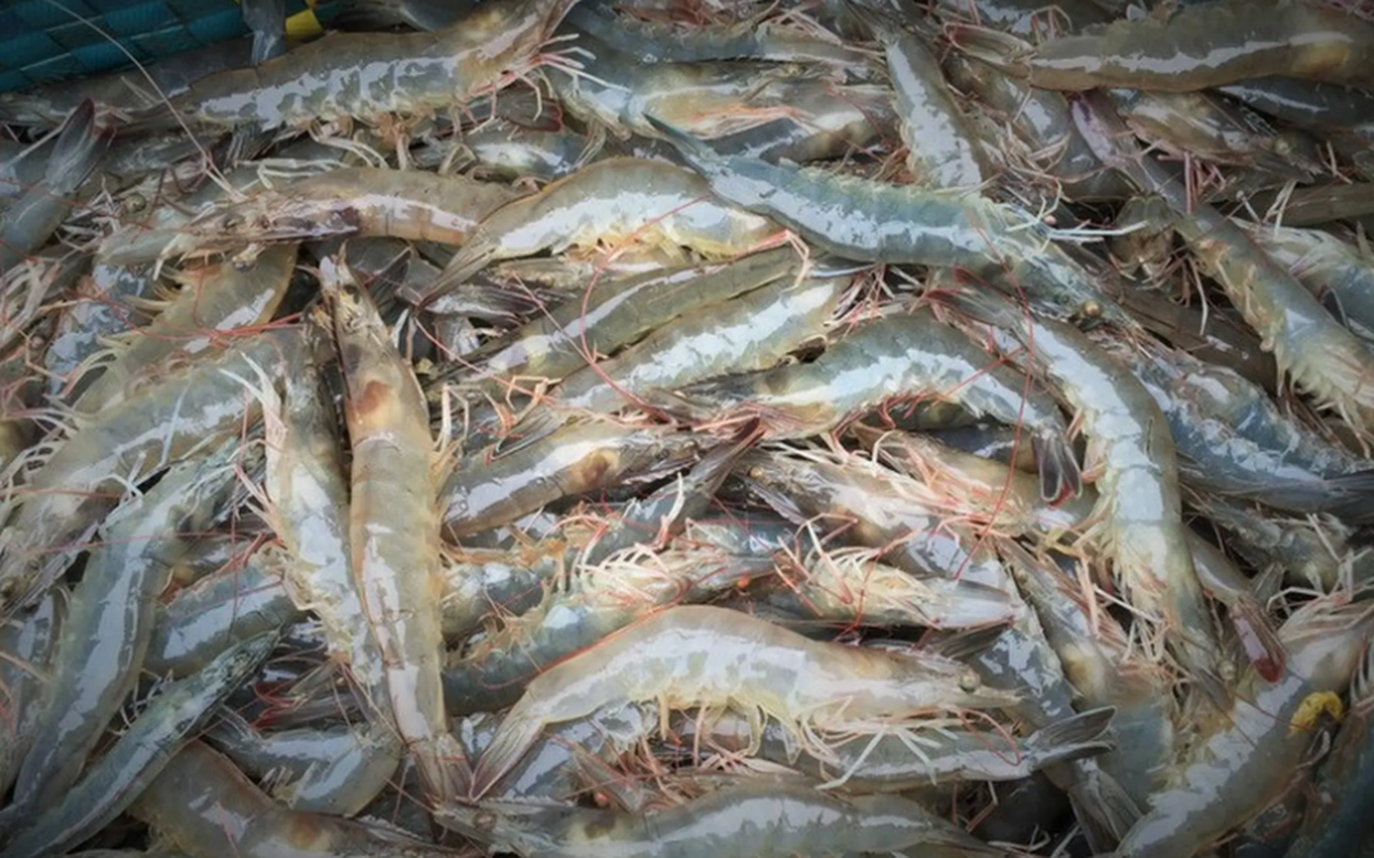 Có nên bỏ chỉ tôm không? Một ngư dân 60 tuổi xua tay 