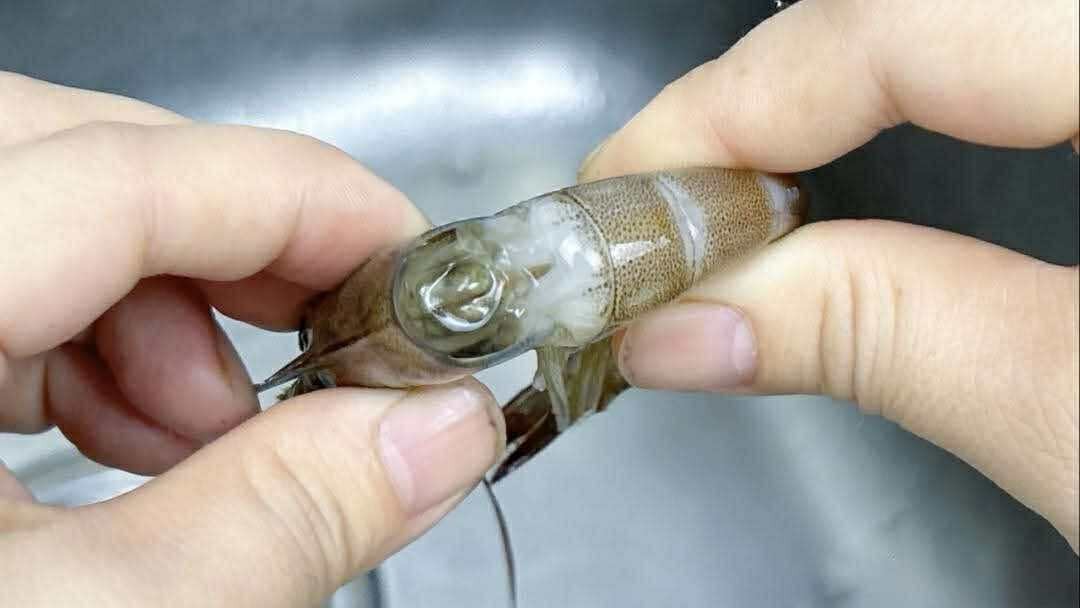 Có nên bỏ chỉ tôm không? Một ngư dân 60 tuổi xua tay 