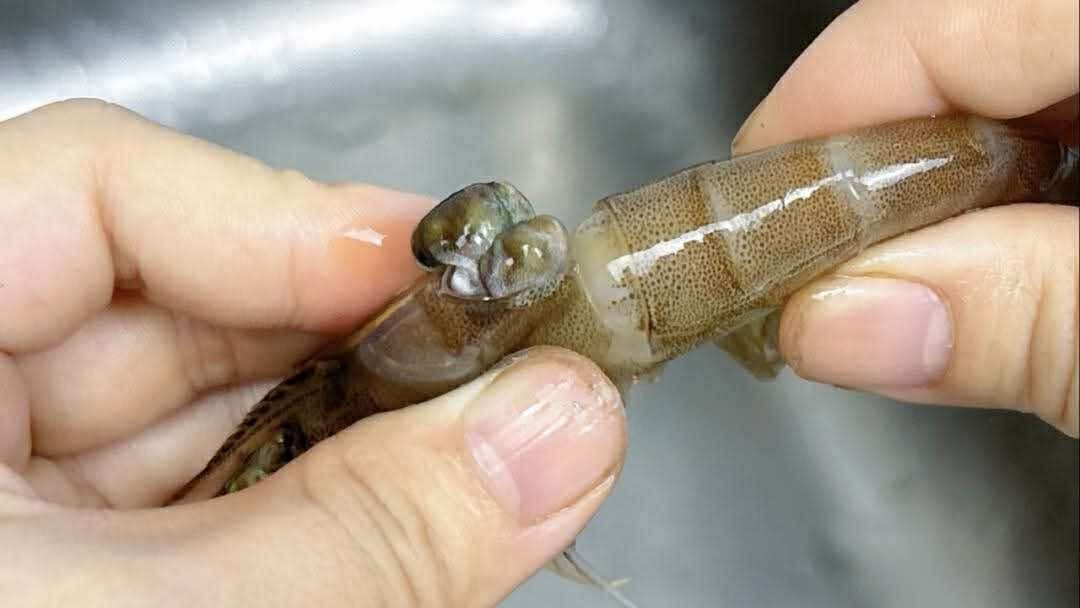 Có nên bỏ chỉ tôm không? Một ngư dân 60 tuổi xua tay 