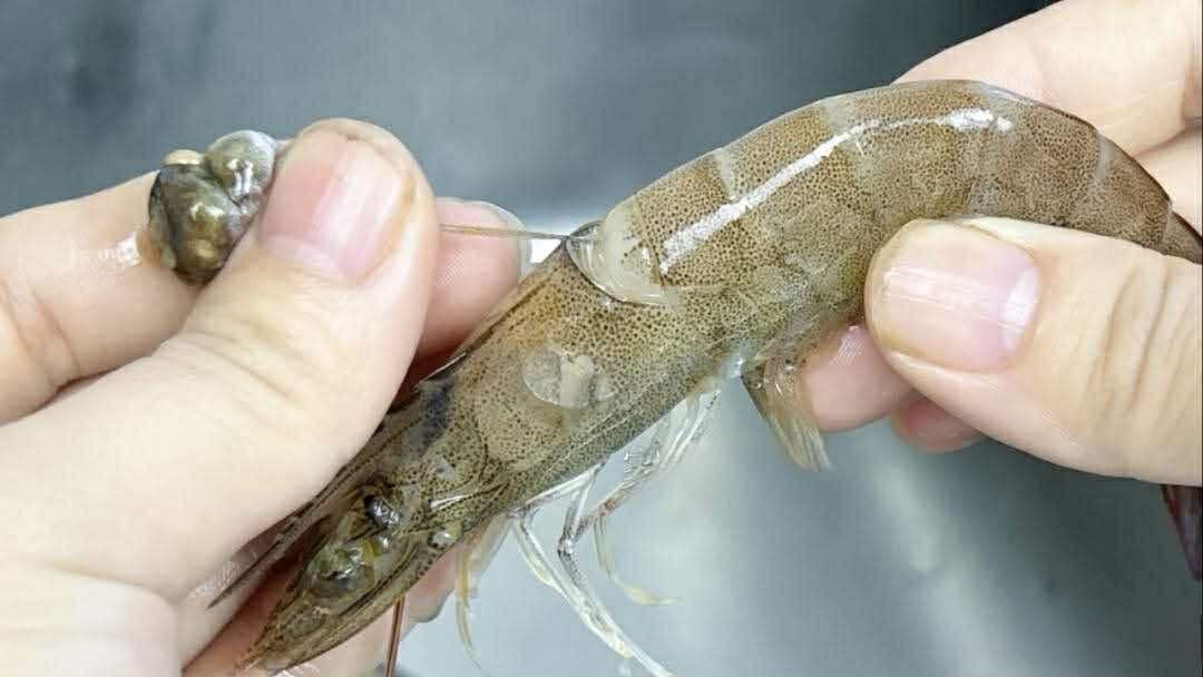 Có nên bỏ chỉ tôm không? Một ngư dân 60 tuổi xua tay 