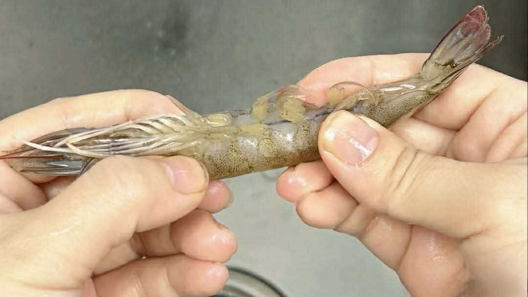 Có nên bỏ chỉ tôm không? Một ngư dân 60 tuổi xua tay 