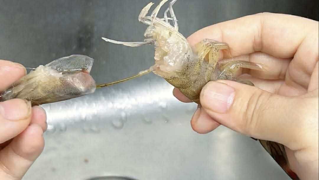 Có nên bỏ chỉ tôm không? Một ngư dân 60 tuổi xua tay 