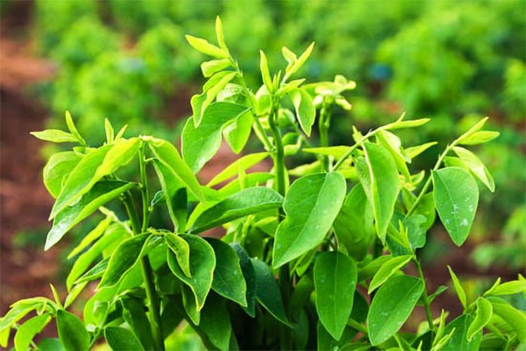 Loại rau từng để làm hàng rào, nay thành “cây tiền tỷ”, thị trường luôn “cháy hàng”- Ảnh 1. Loại rau từng để làm hàng rào, nay thành “cây tiền tỷ”, thị trường luôn “cháy hàng”- Ảnh 1.