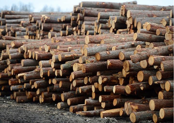 Mỹ đổ hơn 6 tỷ USD săn 'cây kim tiền' của Việt Nam: thuế  nhập khẩu 10%, Việt Nam là ông trùm đứng thứ 5 thế giới- Ảnh 1.