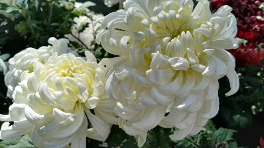 5 loại hoa “phá tiền” thường thấy trong nhà – trông đẹp nhưng lại khiến tài vận tiêu tán, nên bỏ ngay- Ảnh 1. 5 loại hoa “phá tiền” thường thấy trong nhà – trông đẹp nhưng lại khiến tài vận tiêu tán, nên bỏ ngay- Ảnh 1.