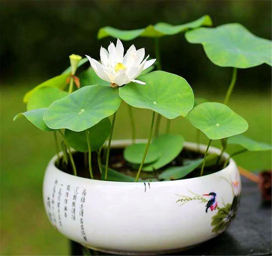 5 loại hoa “phá tiền” thường thấy trong nhà – trông đẹp nhưng lại khiến tài vận tiêu tán, nên bỏ ngay- Ảnh 3. 5 loại hoa “phá tiền” thường thấy trong nhà – trông đẹp nhưng lại khiến tài vận tiêu tán, nên bỏ ngay- Ảnh 3.