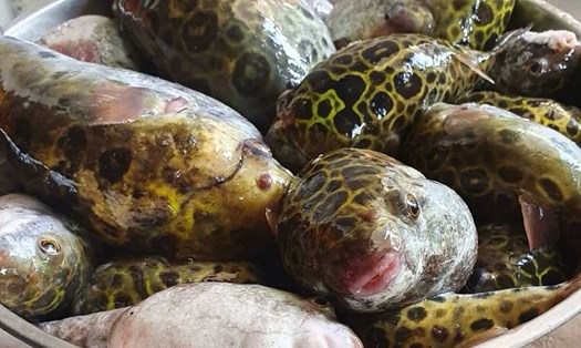 Sự thật nhói lòng về đoạn video mẹ hôn con trước khi rơi vào hôn mê sâu- Ảnh 2.