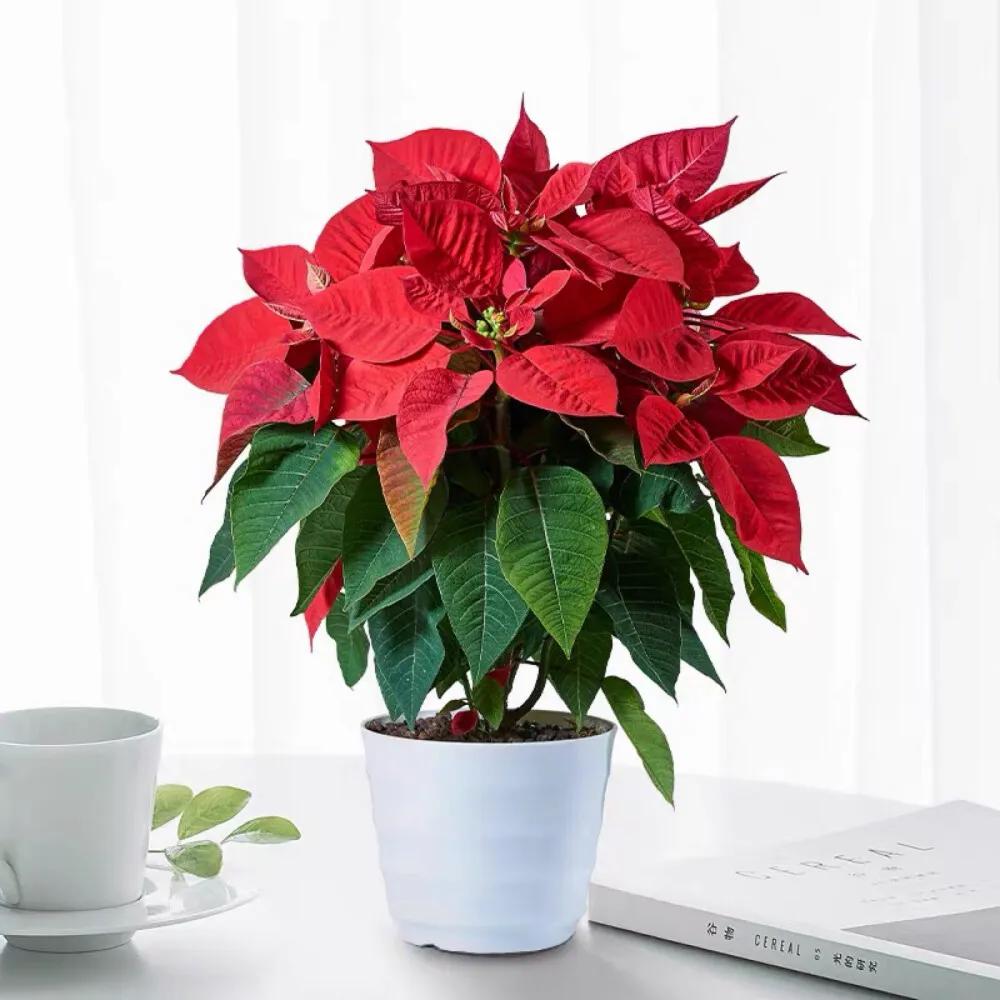 5 loại hoa “phá tiền” thường thấy trong nhà – trông đẹp nhưng lại khiến tài vận tiêu tán, nên bỏ ngay- Ảnh 4. 5 loại hoa “phá tiền” thường thấy trong nhà – trông đẹp nhưng lại khiến tài vận tiêu tán, nên bỏ ngay- Ảnh 4.