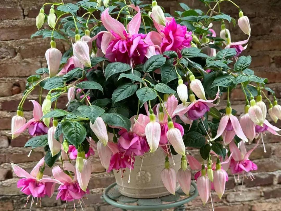 5 loại hoa “phá tiền” thường thấy trong nhà – trông đẹp nhưng lại khiến tài vận tiêu tán, nên bỏ ngay- Ảnh 5. 5 loại hoa “phá tiền” thường thấy trong nhà – trông đẹp nhưng lại khiến tài vận tiêu tán, nên bỏ ngay- Ảnh 5.