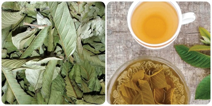 Nước lá ổi khô có tác dụng chữa bệnh gì?- Ảnh 1.