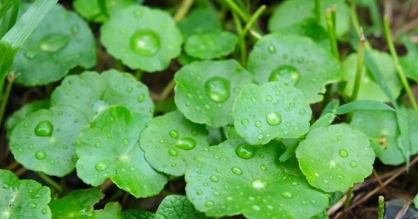 T&igrave;m ra phương ph&aacute;p chữa h&oacute;i đầu, k&iacute;ch th&iacute;ch mọc t&oacute;c cực tốt &ndash; sau 8 tuần l&agrave; cải thiện r&otilde;