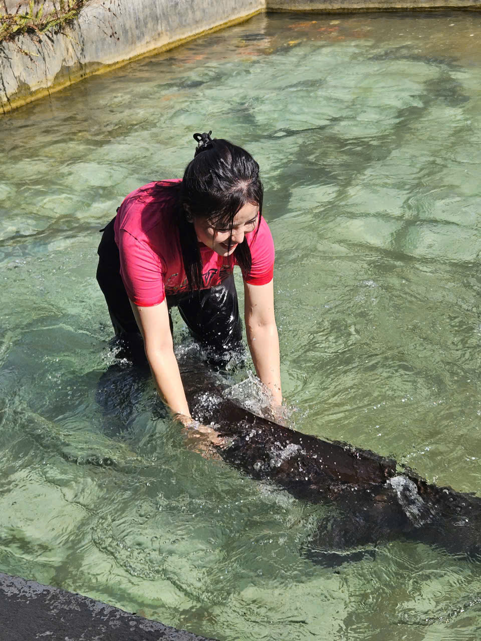 Cá tầm "15 năm tuổi" lớn nhất Việt Nam sắp được chào bán- Ảnh 1. Cá tầm "15 năm tuổi" lớn nhất Việt Nam sắp được chào bán- Ảnh 1.