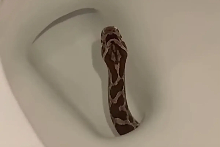 Ngồi toilet thấy có gì thúc vào người, cô gái hét lên thấy con rắn trong bồn cầu- Ảnh 1. Ngồi toilet thấy có gì thúc vào người, cô gái hét lên thấy con rắn trong bồn cầu- Ảnh 1.