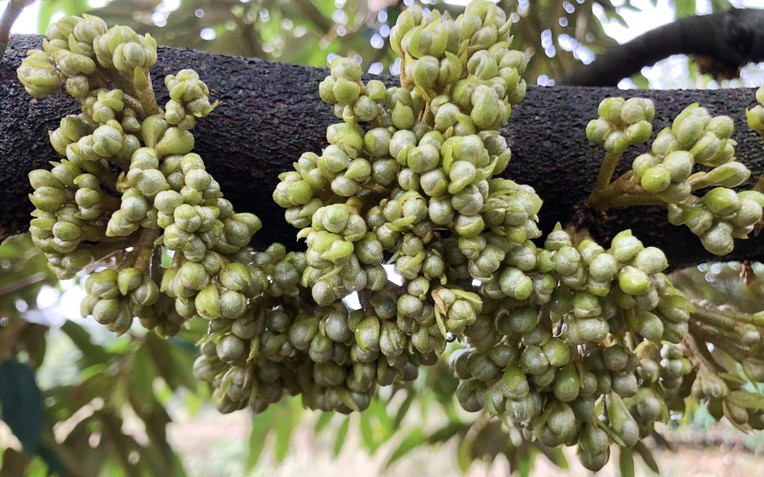 "Táo" Tự Long sắp livestream bán gạo ngon nhất thế giới- Ảnh 3. Trung Quốc chi tiền cao kỷ lục để nhập một mặt hàng từ Việt Nam