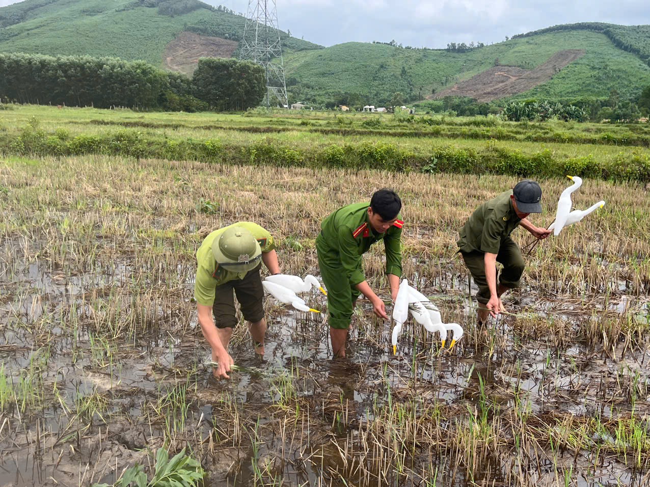 Thứ kỳ lạ giữa cánh đồng khiến ai cũng sững sờ ở Quảng Trị- Ảnh 1. Thứ kỳ lạ giữa cánh đồng khiến ai cũng sững sờ ở Quảng Trị- Ảnh 1.