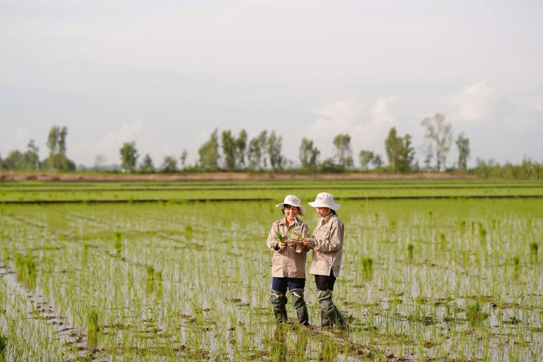 Người 'gieo vàng" trên những cánh đồng quê hương- Ảnh 5.