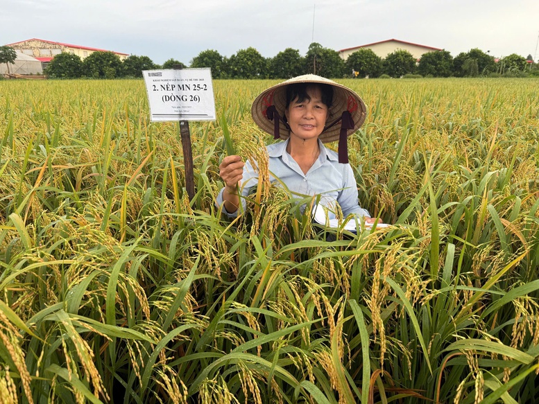 Người 'gieo vàng" trên những cánh đồng quê hương- Ảnh 1.