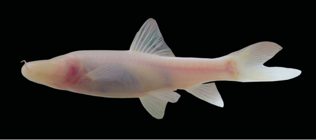 Bí mật trong lòng sông ngầm ở Phong Nha – Kẻ Bàng, tìm thấy “kho báu sống” siêu hiếm chỉ Việt Nam có- Ảnh 1. Bí mật trong lòng sông ngầm ở Phong Nha – Kẻ Bàng, tìm thấy “kho báu sống” siêu hiếm chỉ Việt Nam có- Ảnh 1.