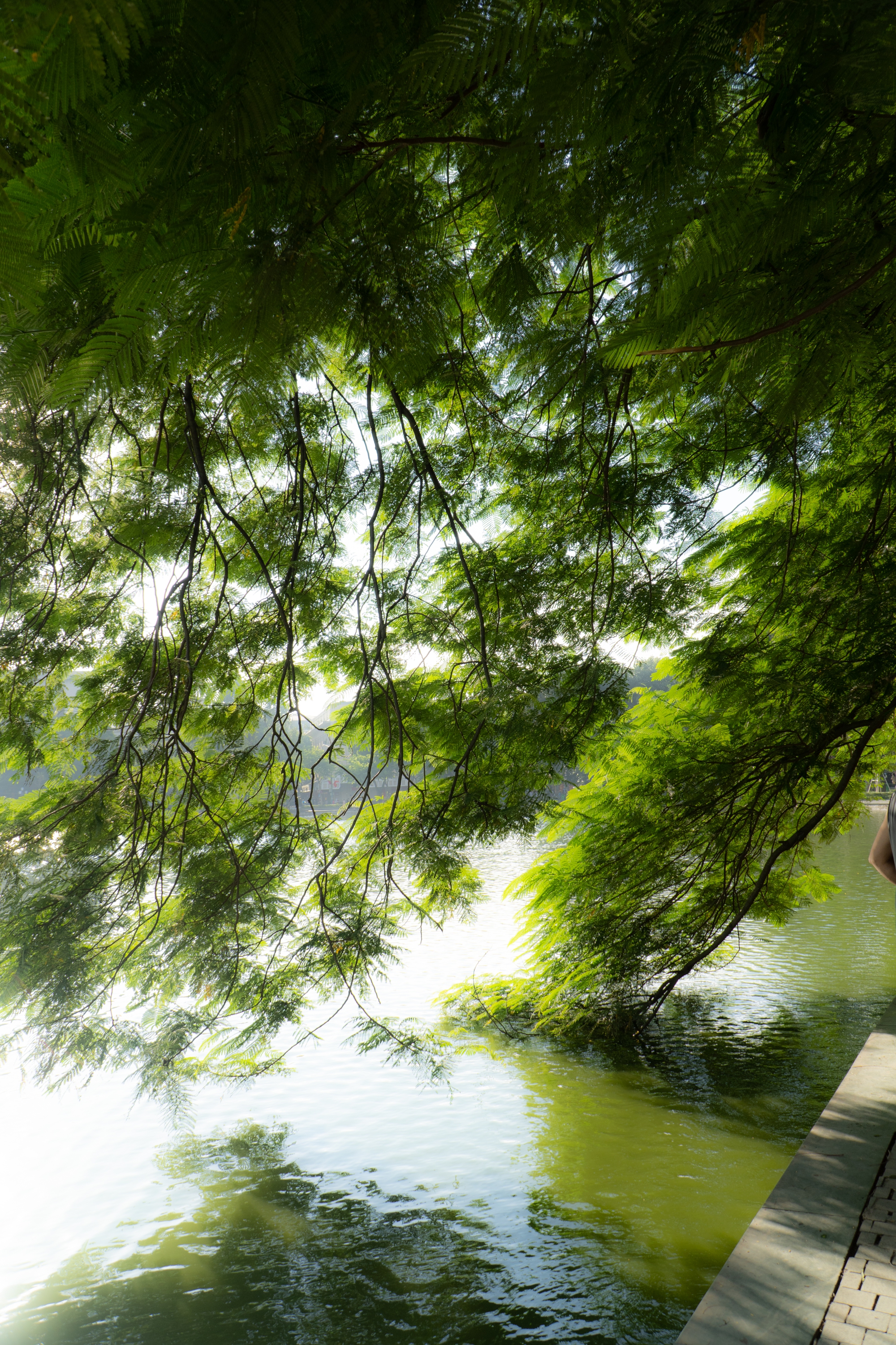 Những không gian xanh cho Hà Nội lành- Ảnh 10. Những không gian xanh cho Hà Nội lành- Ảnh 10.