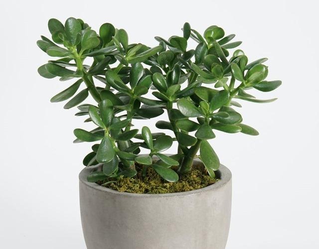 7 loài cây trồng trước nhà hút tiền như nam châm: Tôi ước tất cả mọi người đều biết- Ảnh 2.