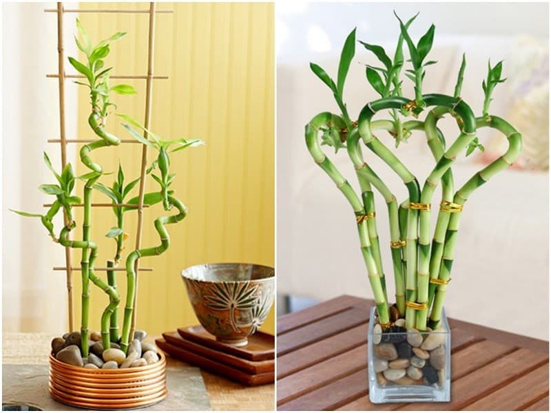 7 loài cây trồng trước nhà hút tiền như nam châm: Tôi ước tất cả mọi người đều biết- Ảnh 1.