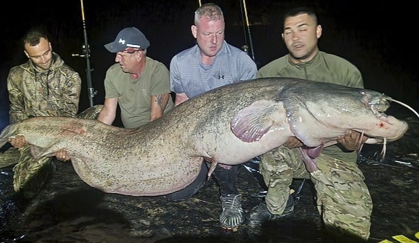 Người đàn ông câu được con cá trê khổng lồ nặng 117kg, dài gần 3m- Ảnh 3.