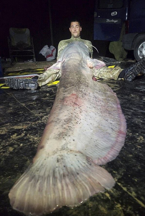 Người đàn ông câu được con cá trê khổng lồ nặng 117kg, dài gần 3m- Ảnh 4.