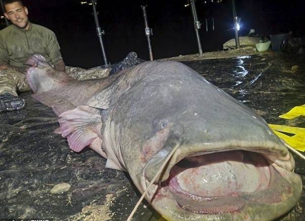 Người đàn ông câu được con cá trê khổng lồ nặng 117kg, dài gần 3m- Ảnh 2.